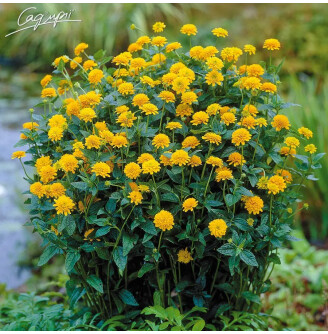 Геліопсис соняшниковидний ‘Asahi'