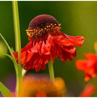 Геленіум Бігелоу 'Rubinzwerg'