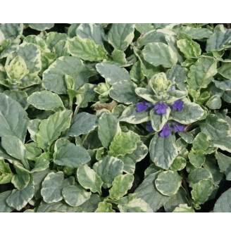 Горлянка повзуча 'Variegata'