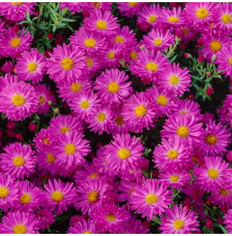 Айстра кущова 'Kassel'