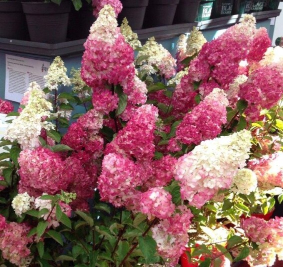 Гортензія волотиста 'Strawberry Blossom' ® - 2