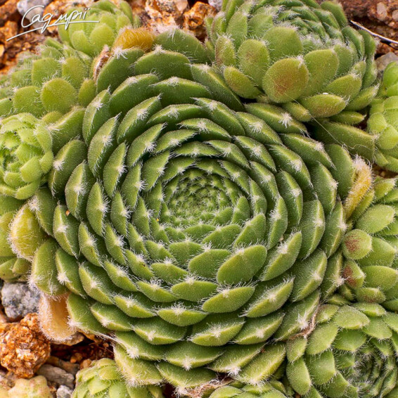 Молодило гибридное 'Hey Hey' #1, p9 - - 3