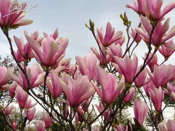 Магнолія Суланжа - 3