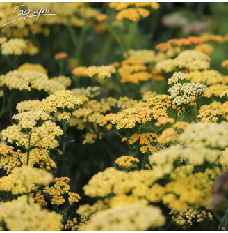 Деревій звичайний 'Terracotta'