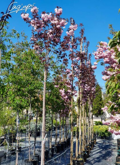 Сакура мелкопильчатая 'Royal Burgundy' #12, WRB 20--25 350-400 St. 200-225 - 11