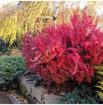 Барбарис Tунберга 'Orange Rocket'