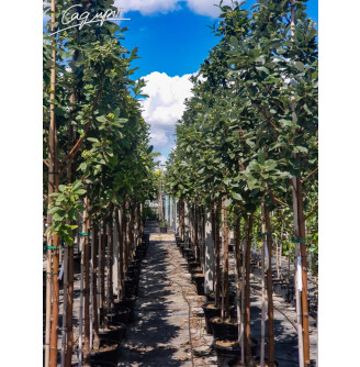 Горобина круглолиста 'Magnifica'