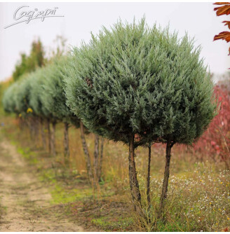 Ялівець скельний 'Moonglow' #3, WRB  солитер St. 70-80