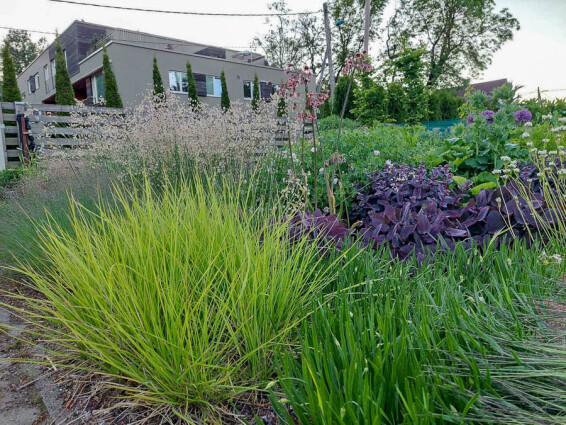 Сеслерия осенняя #1, ГК - - 7 Сеслерия осенняя #1, ГК - - 7