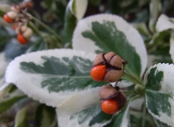 Бересклет форчуна 'Vegetus' - 2