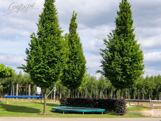 Граб звичайний 'Frans Fontaine' - 5 Граб звичайний 'Frans Fontaine' - 5