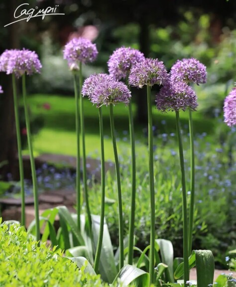 Цибуля духмяна з фіолетовими квітами - 4