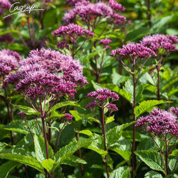 Сідач плямистий 'Red Dwarf'® #1, C3 - - 1