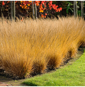 Молінія блакитна 'Poul Petersen'