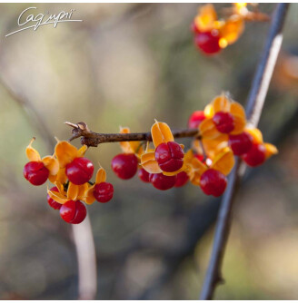Целаструс круглолистий