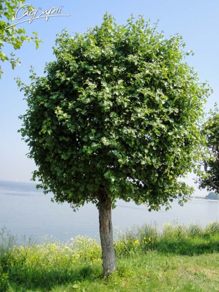 Глід сливолистий 'Splendens' #3, WRB 14--16 400-450 St. 160-180 - 2