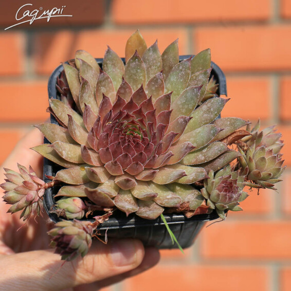 Молодило гибридное 'Donarosse' - 3