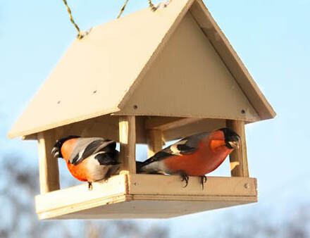 Залучаємо птахів в сад