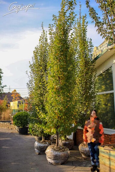 Граб звичайний 'Fastigiata' #1, С60 - - - - 3