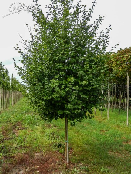 Боярышник колючий 'Paul's Scarlet' #6, WRB 10--12 350-400 St. 160 - 4