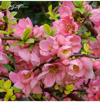 Айва прекрасная (хеномелес) 'Pink Trail'