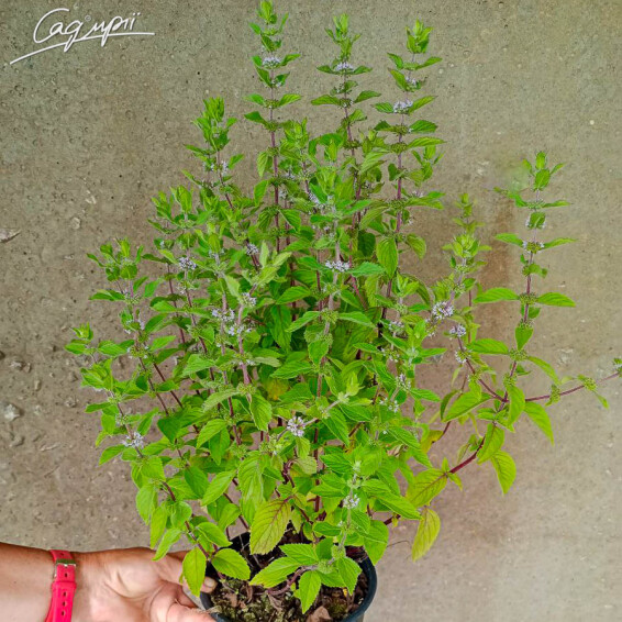 Мята бергамотная - 1 Мята бергамотная - 1