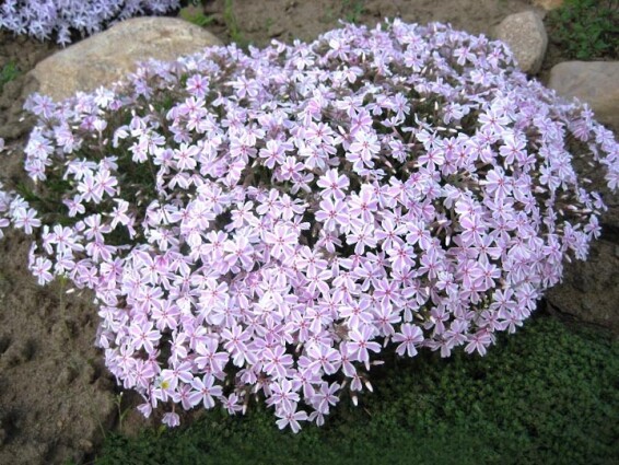 Флокс шиловидный 'Candy Stripes' - 1