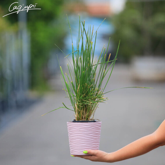 Луговик дернистый 'Goldschleier' - 2