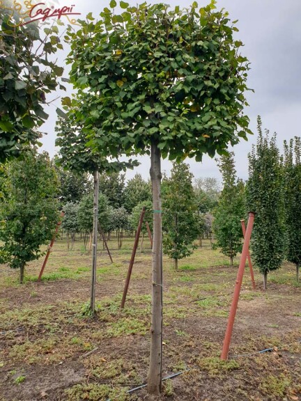 Липа крупнолистная, топиар, ф.шпалера #1, WRB 35--40 350-400 St. 200-225 - 8 Липа крупнолистная, топиар, ф.шпалера #1, WRB 35--40 350-400 St. 200-225 - 8