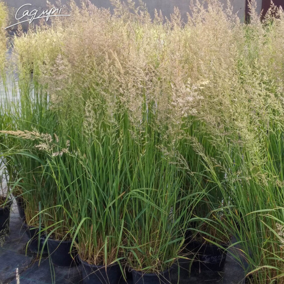 Вейник бриллиантовый (короткохохолковый) - 3 Вейник бриллиантовый (короткохохолковый) - 3