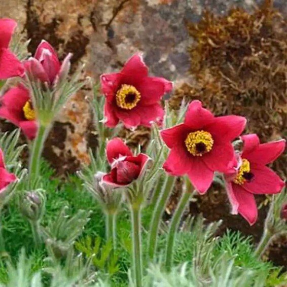 Прострел обыкновенный 'Red' - 4