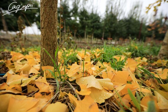 Гинкго билоба - 4