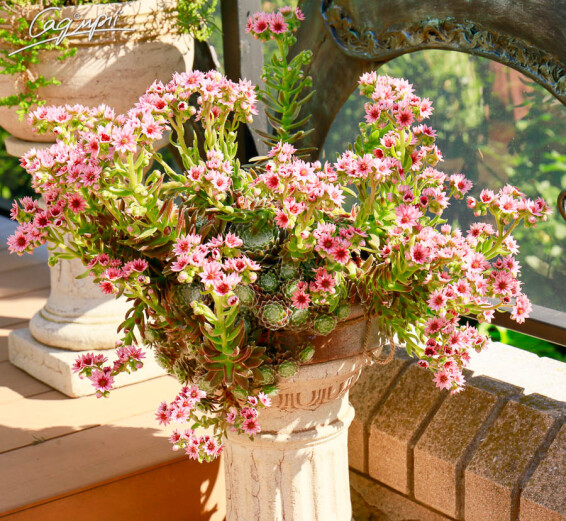 Молодило паутинистое - 1