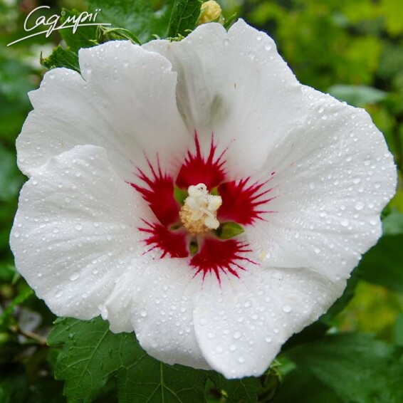 Гібіскус сірійський 'Red Heart' - 1