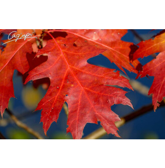 Дуб червоний