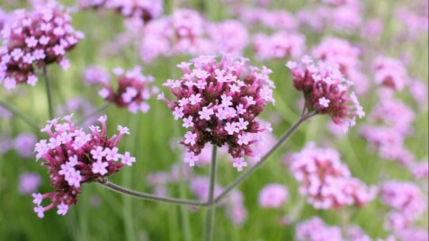 Оновлена акція – знижки на рослини для природного саду!