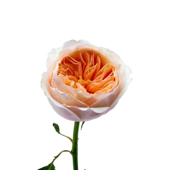 Роза чайно-гибридная 'Juliet' - 5 Роза чайно-гибридная 'Juliet' - 5