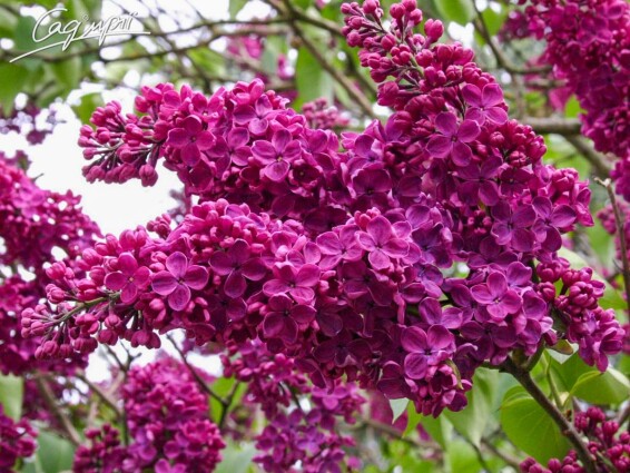 Сирень обыкновенная 'Andenken an Ludwig Spath' - 2