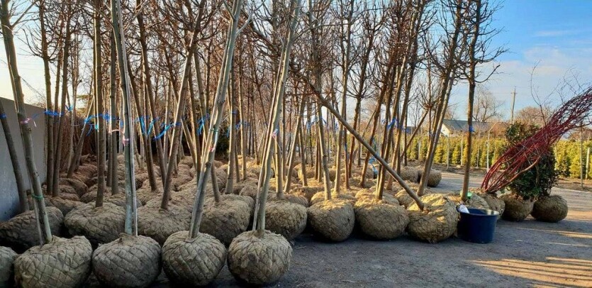 Розсадник 'Сад Мрії'™ активно продовжує осіннє викопування ґрунтових крупномірних рослин