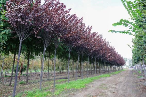 Слива розчепірена 'Pissardii' #9, WRB 20--25 400-450 St. 225 - 8 Слива розчепірена 'Pissardii' #9, WRB 20--25 400-450 St. 225 - 8