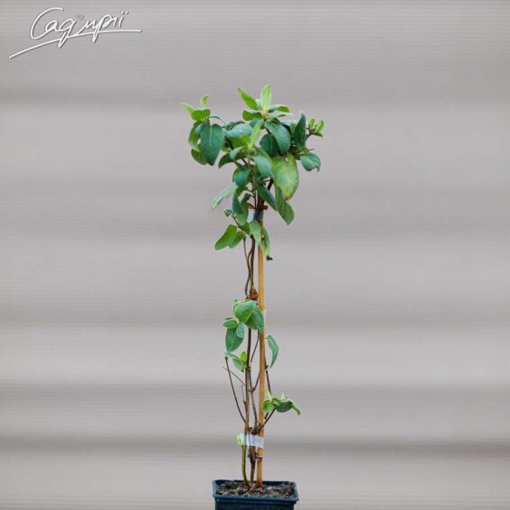 Жимолость японская 'Hall's Prolific' - 4