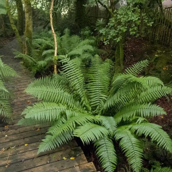 Щитовник (папоротник) валлеха - 2