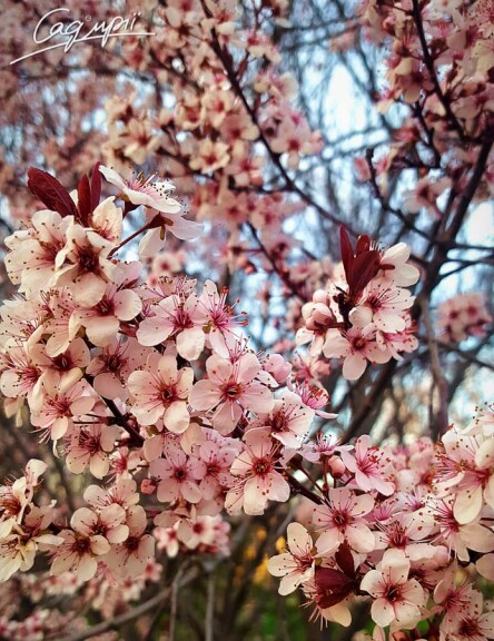 Слива розчепірена 'Pissardii' #25, WRB 30--35 500-600 St. 180-200 - 12