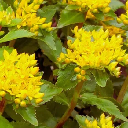 Очиток живучий - 6