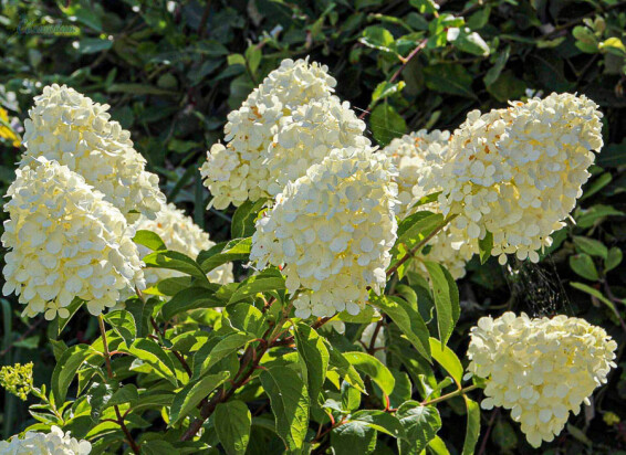 Гортензія волотиста 'Polar Bear'® - 4