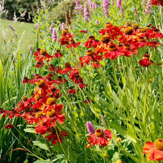 Гелениум гибридный 'Moerheim Beauty' - 6