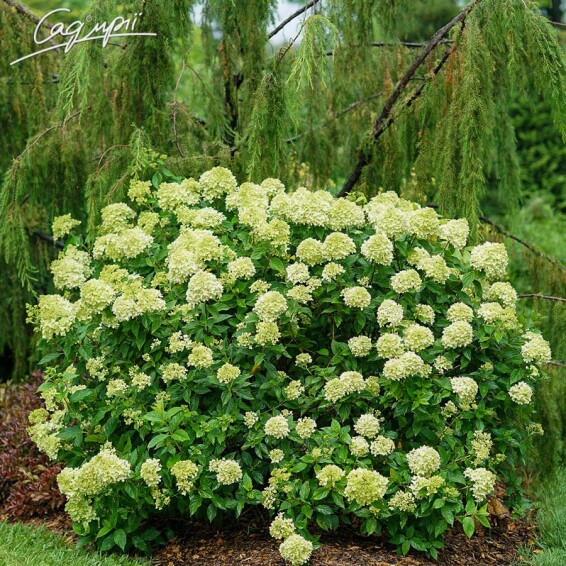 Гортензия метельчатая 'Little Lime' - 3