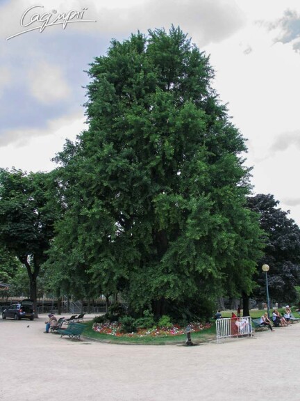 Гинкго билоба - 9