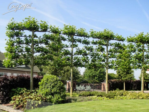 Платан кленолистий #11, WRB 25--30 700+ St. 160-180 - 5