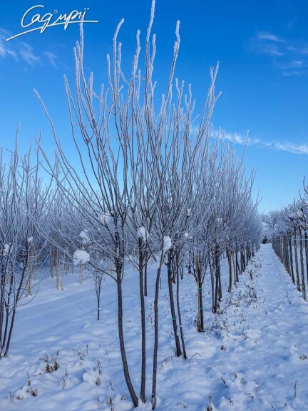 Слива вишнеплодная 'Nigra' #8, WRB 30--35 500+ St. 1/2 - 7 Слива вишнеплодная 'Nigra' #8, WRB 30--35 500+ St. 1/2 - 7